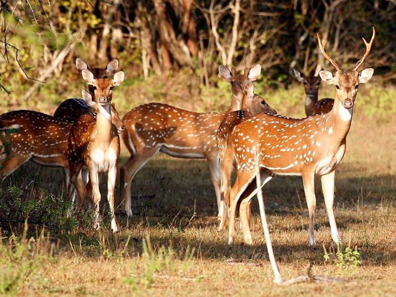 Spotted deer herd in the early morning light at Wasgamuwa
