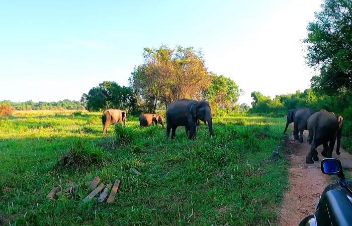 Elephant herd grazing in golden afternoon light