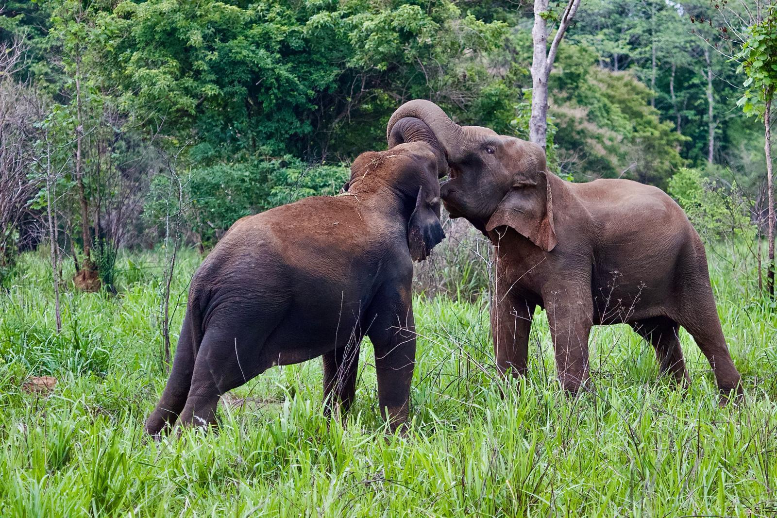 Two elephants in tall green grass at Wasgamuwa