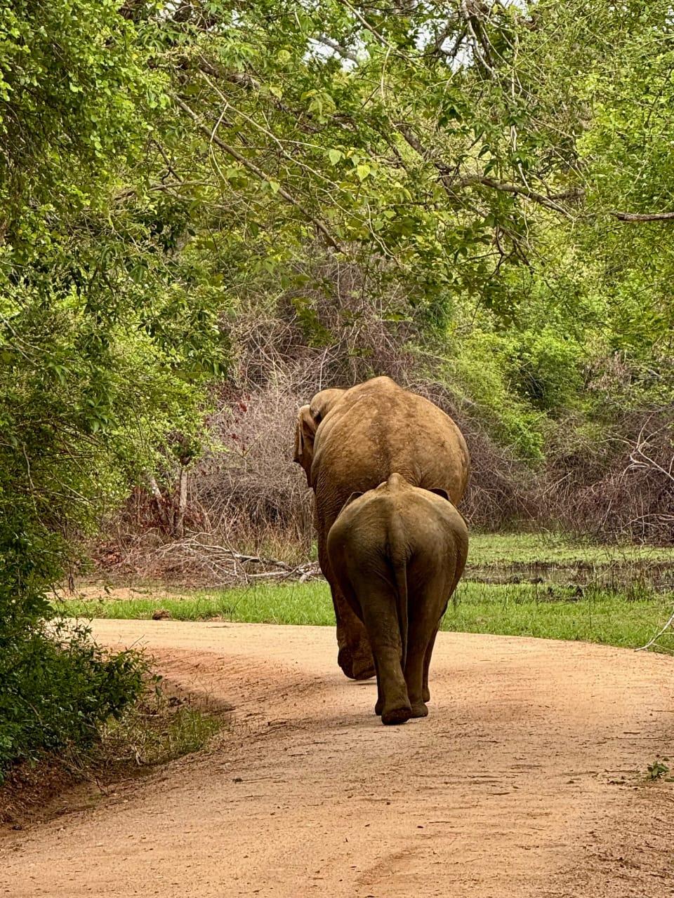 Elephants walking down the safari trail at Wasgamuwa
