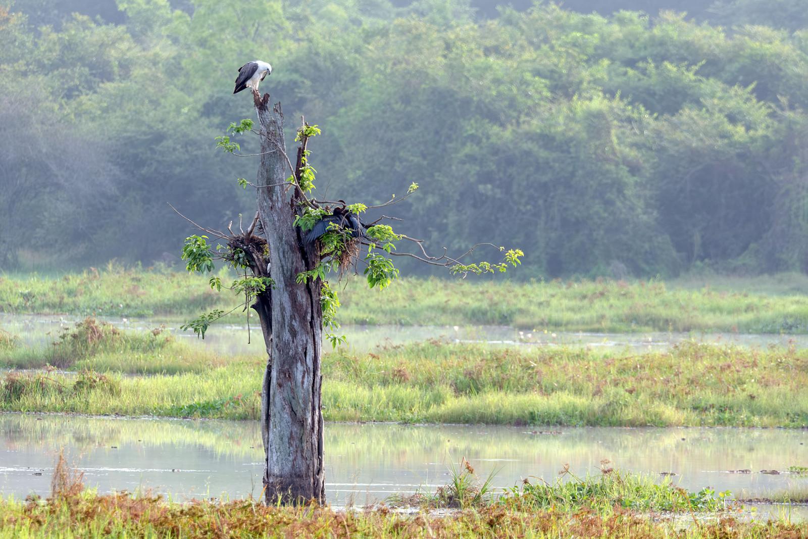 Misty wetland landscape at Wasgamuwa National Park