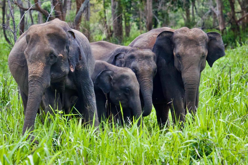 A family of elephants, including a young calf, grazing in tall grass at Wasgamuwa