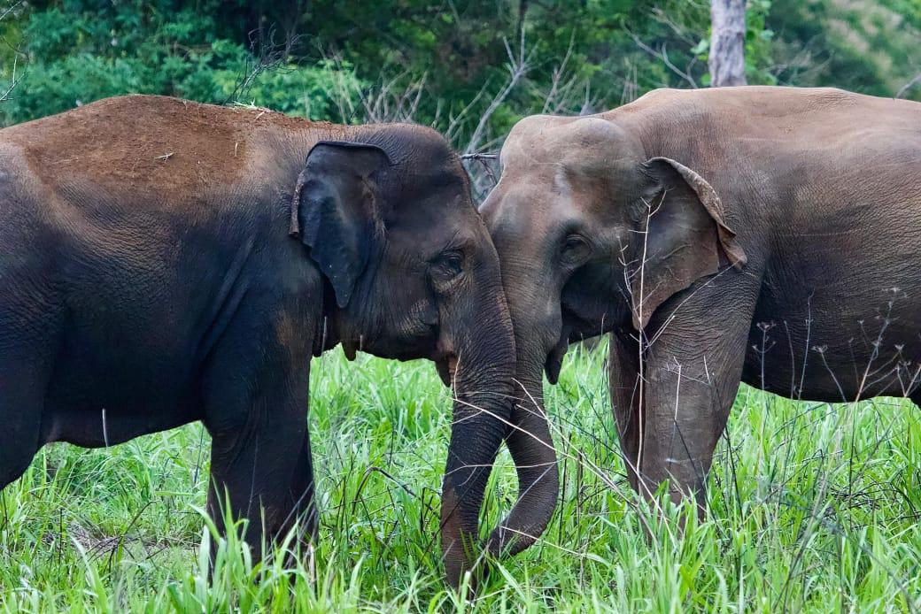 Two adult elephants standing head to head in tall grass at Wasgamuwa