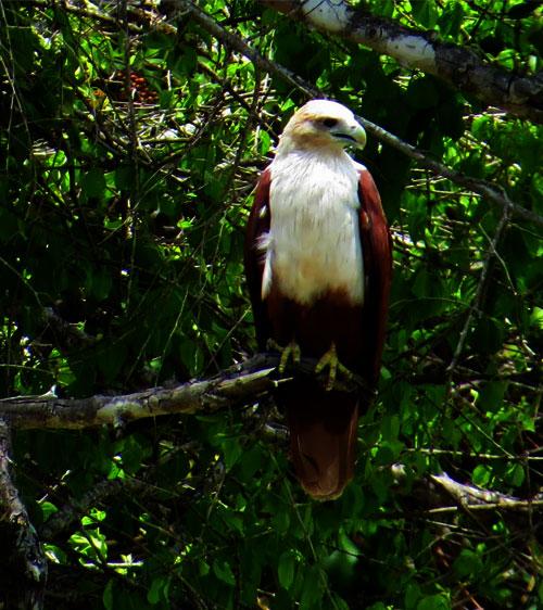 A Brahminy kite perched in a tree in Wasgamuwa National Park