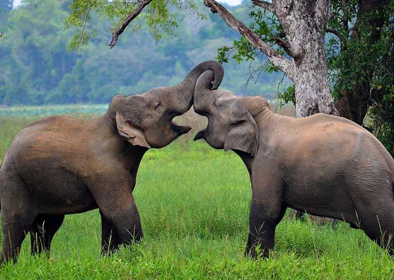 Two Sri Lankan elephants greet each other trunk to trunk in Wasgamuwa National Park
