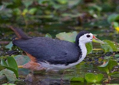 A white-breasted waterhen wading through a wetland in Wasgamuwa National Park