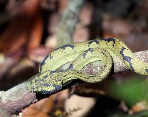 A Sri Lankan green pit viper coiled on a branch in Wasgamuwa National Park