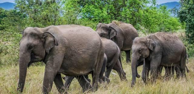 A herd of Sri Lankan elephants walking through grassland in Wasgamuwa National Park