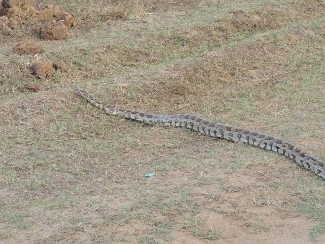 An Indian rock python crossing open ground in Wasgamuwa National Park