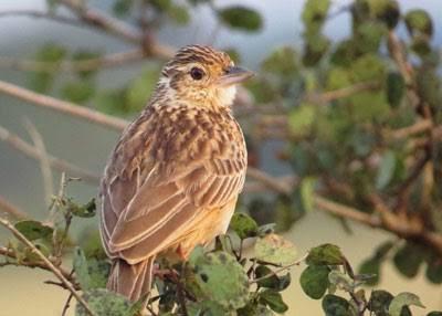 A paddyfield pipit perched among leaves in Wasgamuwa National Park