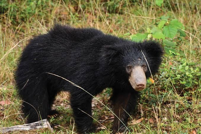 A sloth bear cub walking through dry grassland in Wasgamuwa National Park