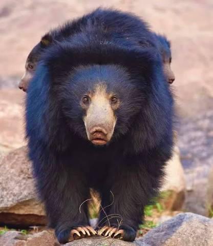 A sloth bear carries two cubs on her back in Wasgamuwa National Park