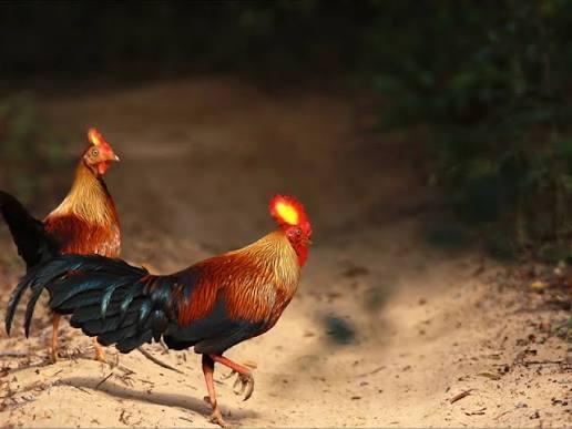 A pair of Sri Lankan junglefowl, the island's endemic national bird, in Wasgamuwa National Park
