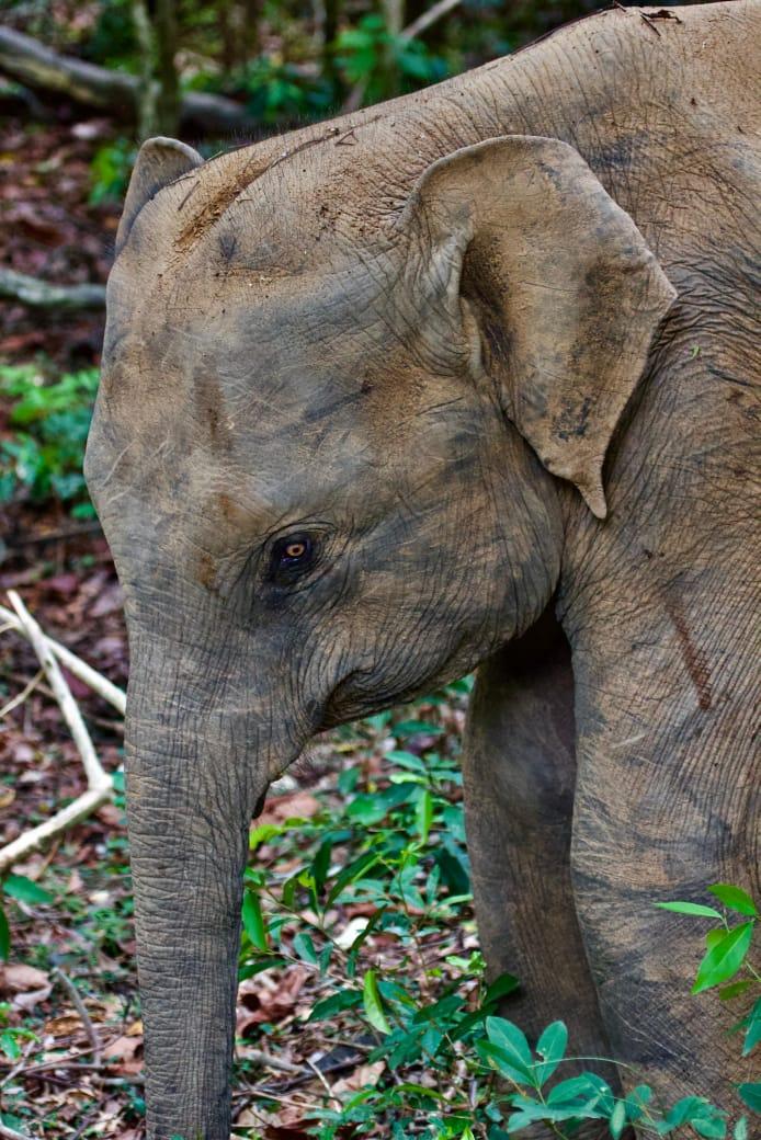 Close-up of a young Sri Lankan elephant in the forest at Wasgamuwa National Park