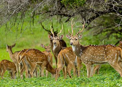 A herd of spotted deer grazing in Wasgamuwa National Park