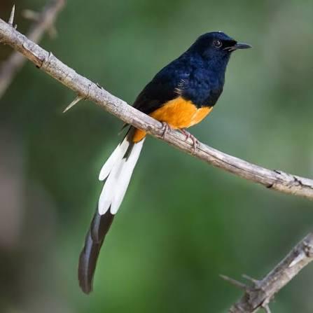 A white-rumped shama perched on a branch in Wasgamuwa National Park